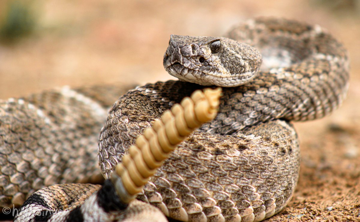 Western Diamondback Rattlesnake