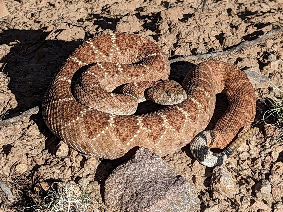 Western Diamondback Rattlesnake