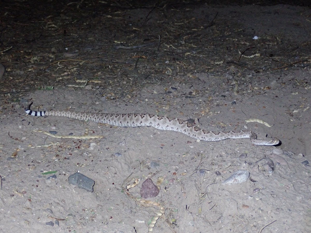 Western Diamondback Rattlesnake