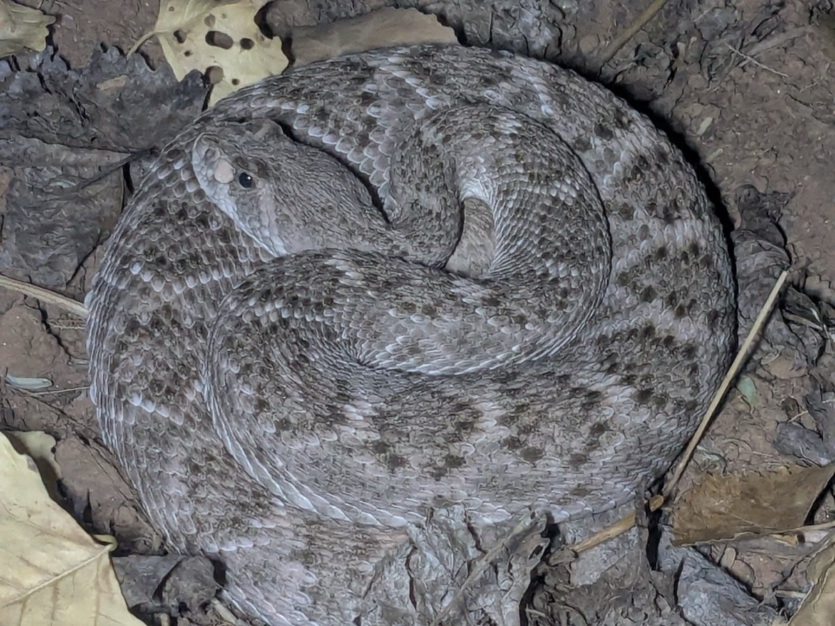 Western Diamondback Rattlesnake
