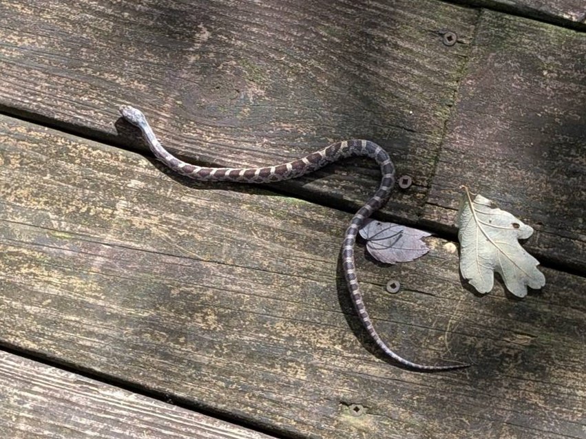 Gray Ratsnake