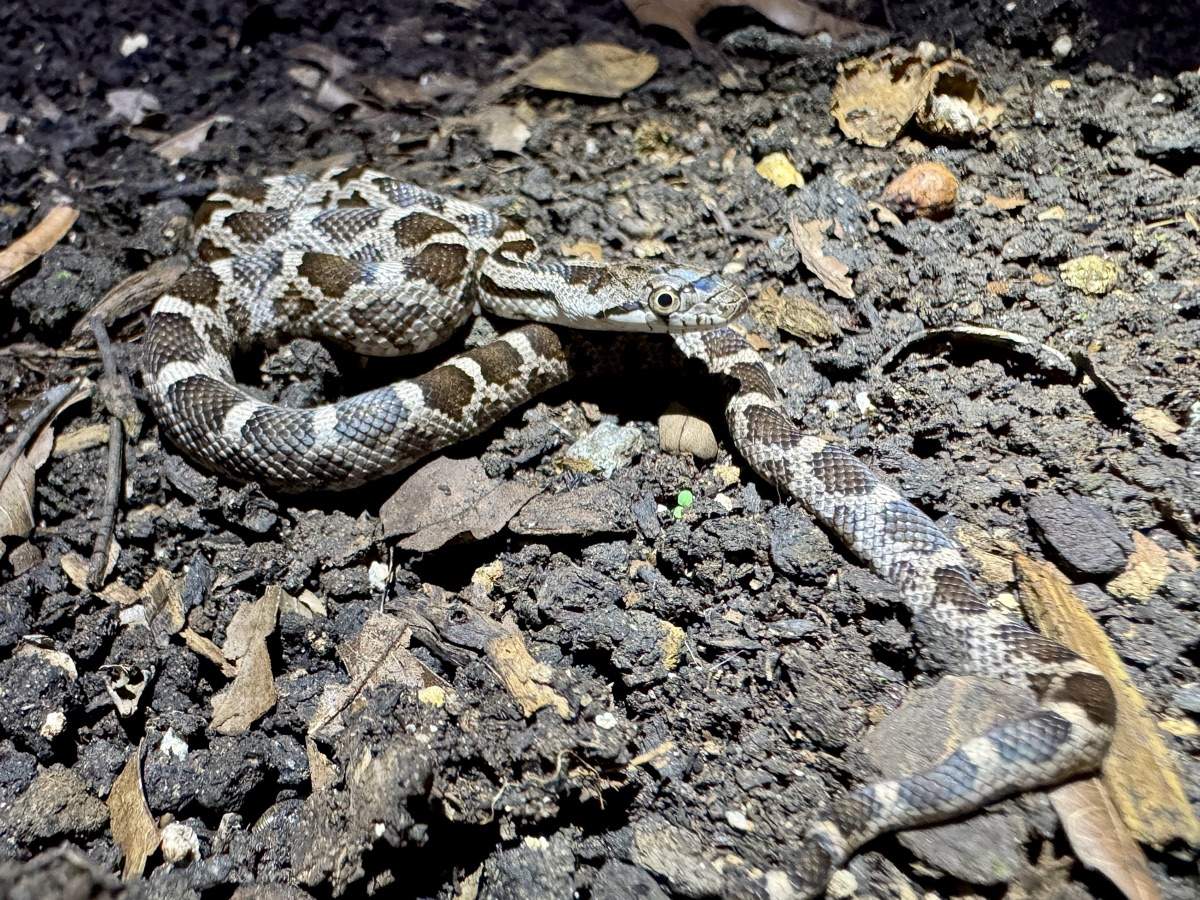 Gray Ratsnake