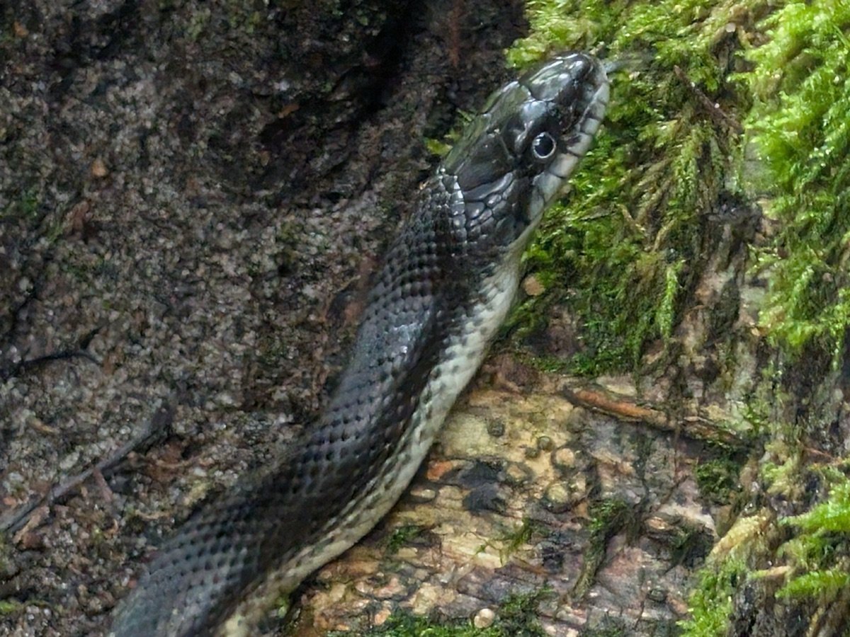 Gray Ratsnake