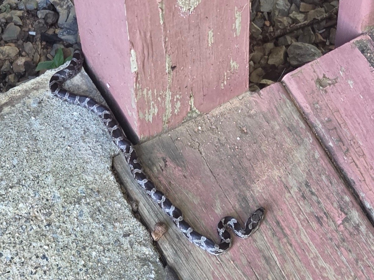 Gray Ratsnake