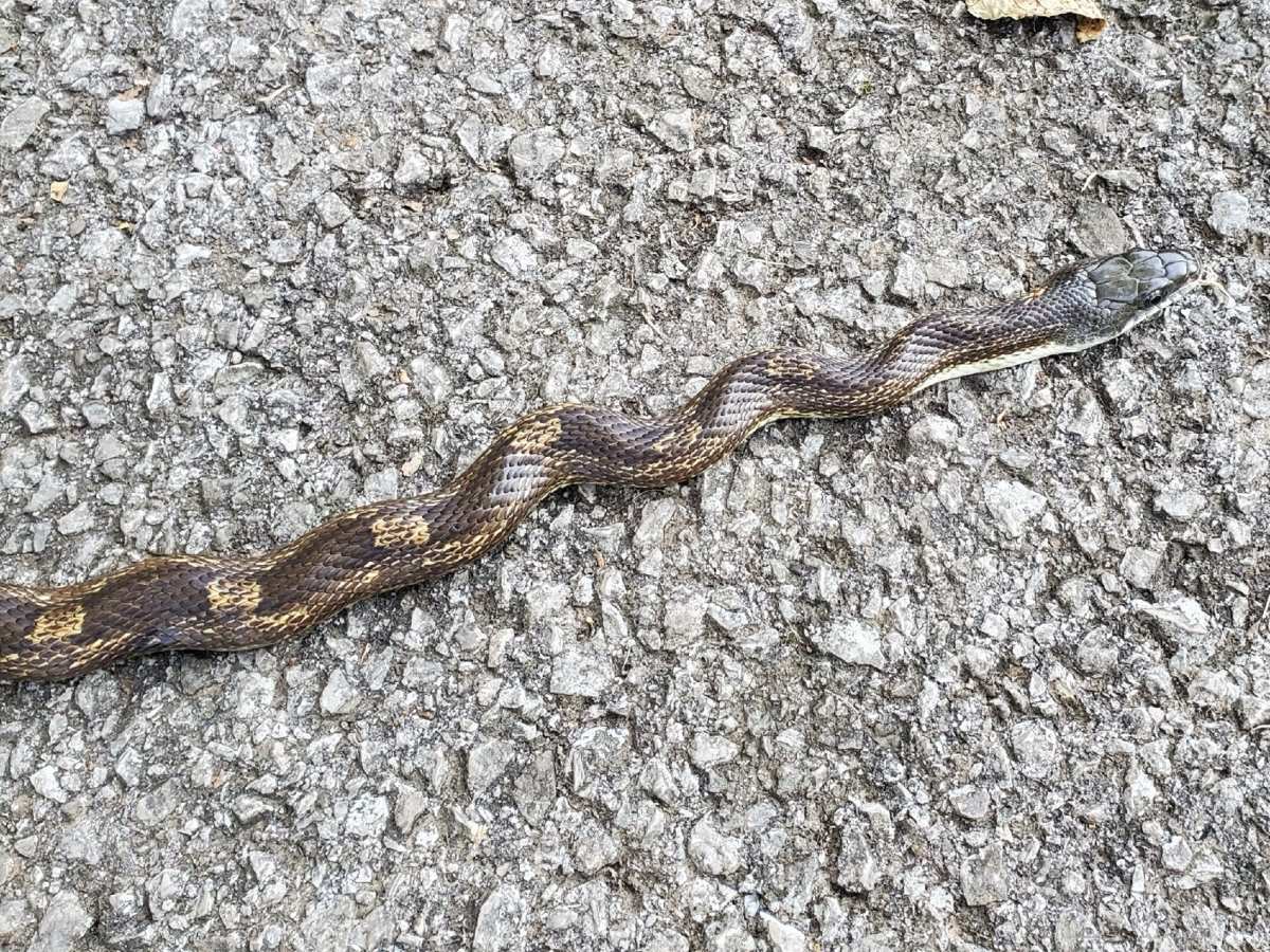 Gray Ratsnake