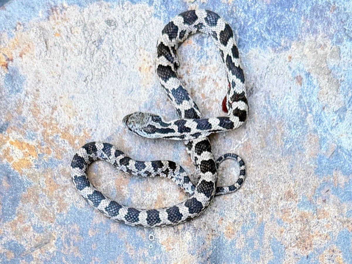 Gray Ratsnake