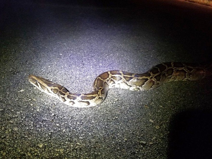Burmese Python