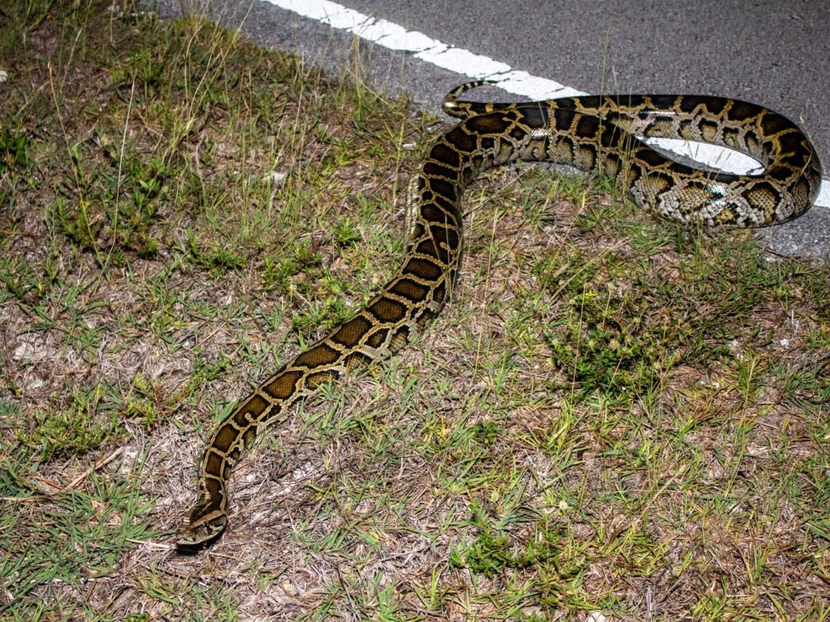 Burmese Python