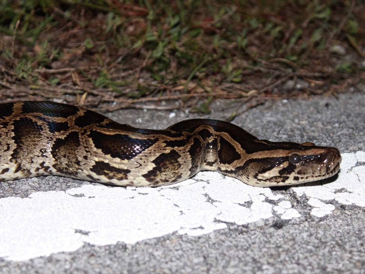 Burmese Python