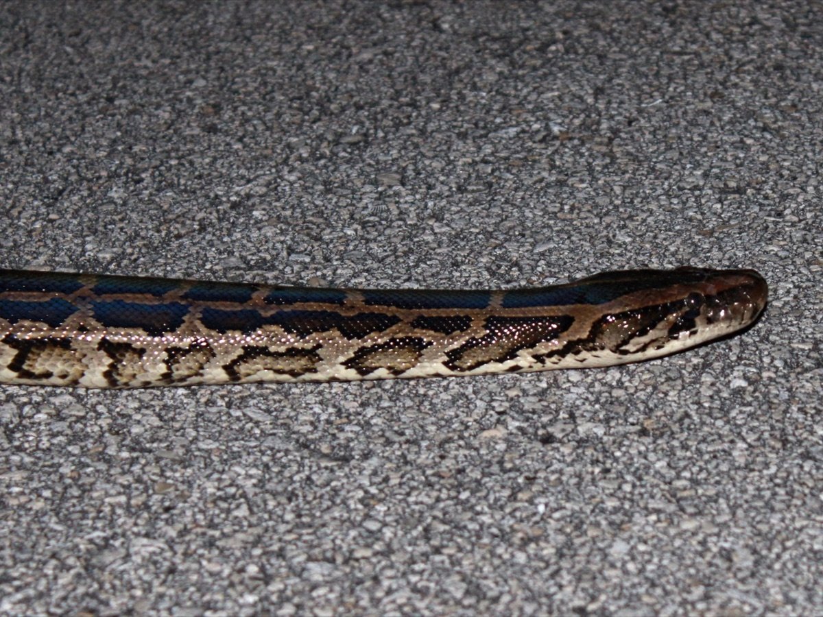 Burmese Python