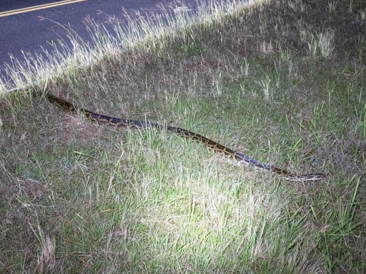 Burmese Python