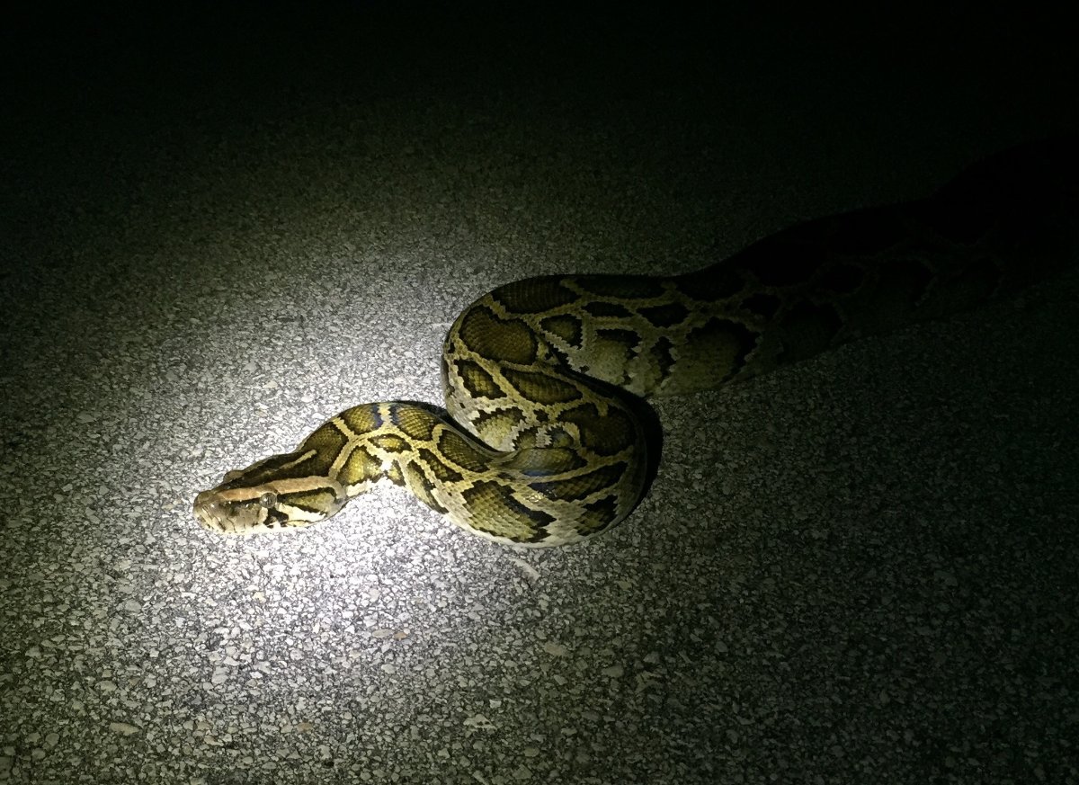 Burmese Python