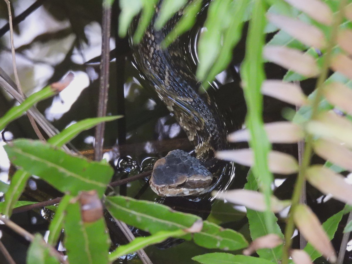 Florida Cottonmouth