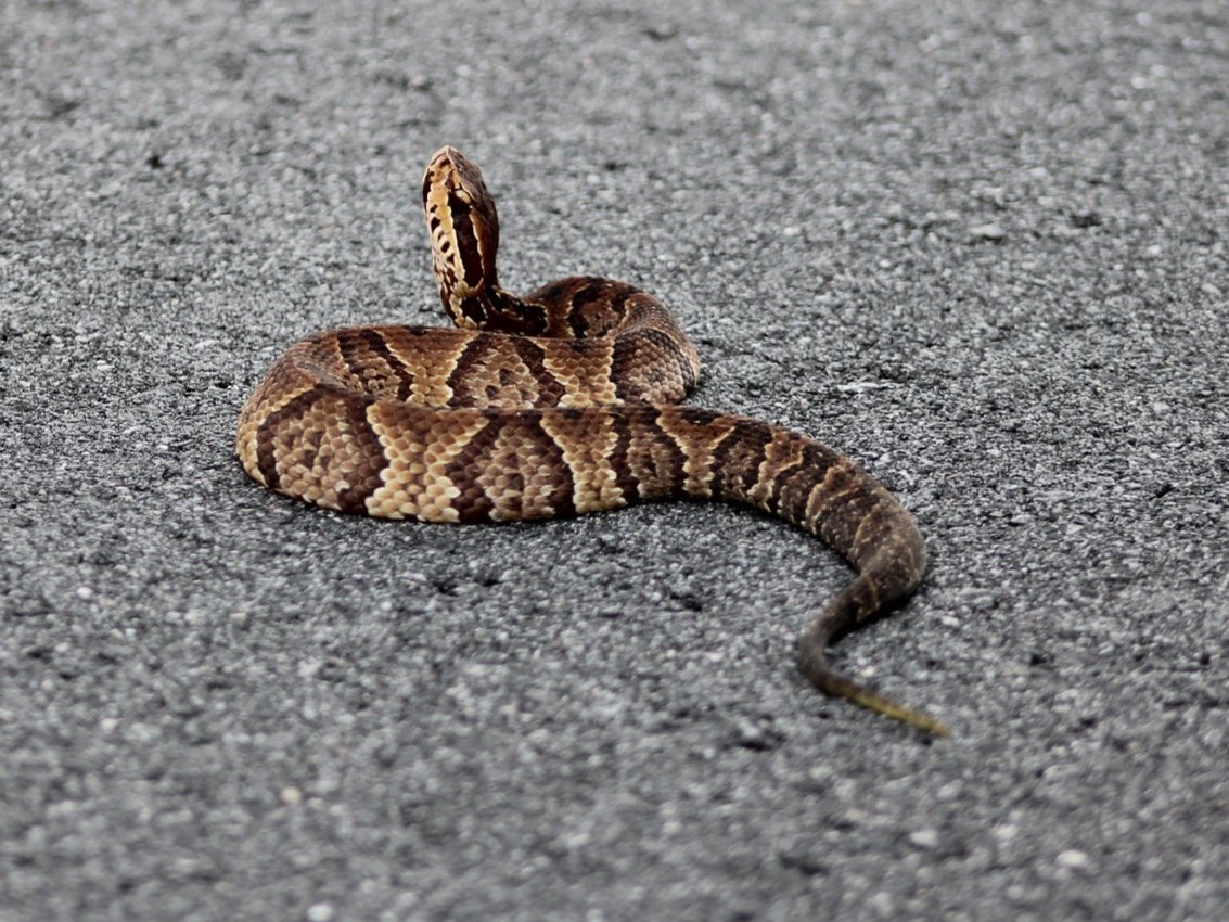 Florida Cottonmouth