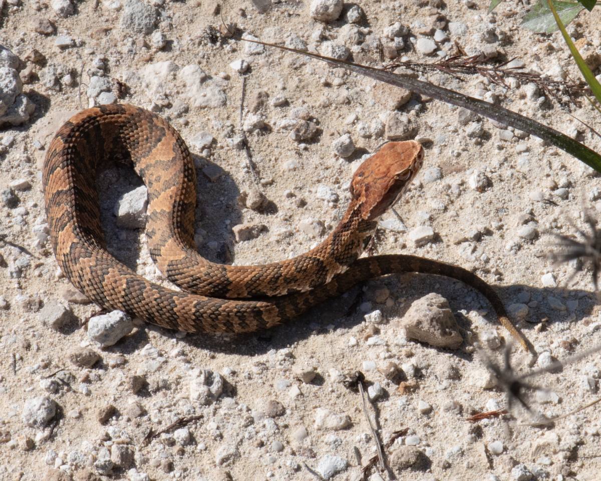 Florida Cottonmouth