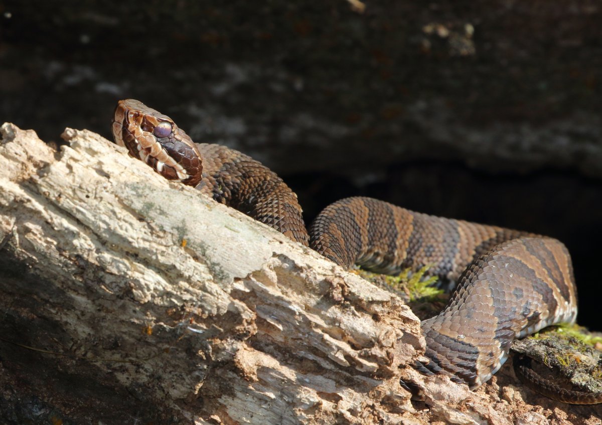 Florida Cottonmouth