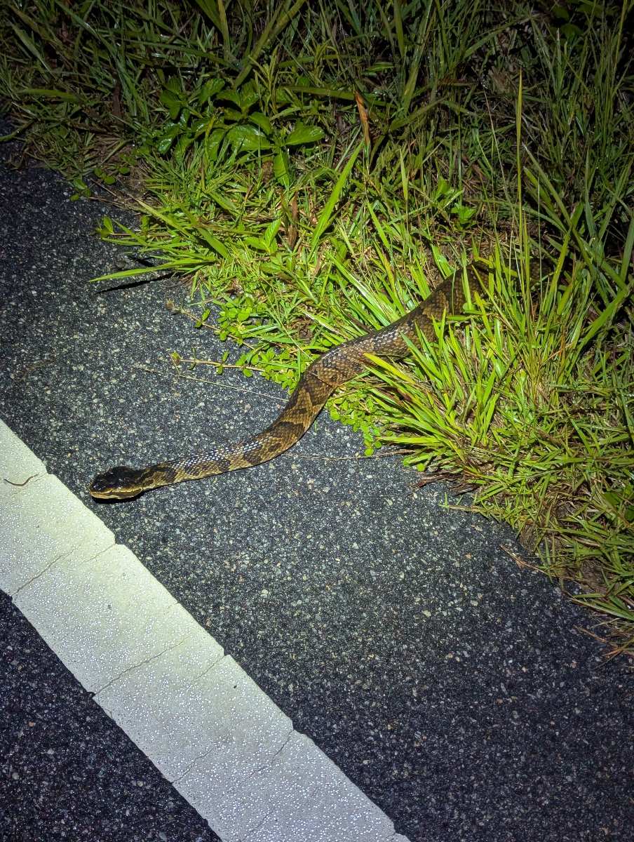 Florida Cottonmouth