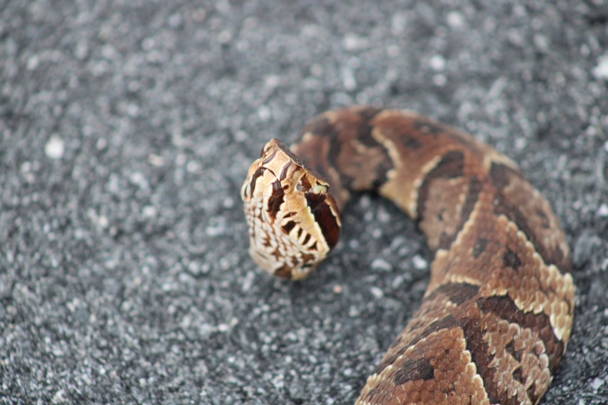 Florida Cottonmouth