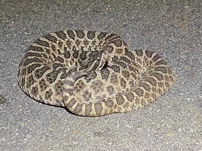 Western Massasauga