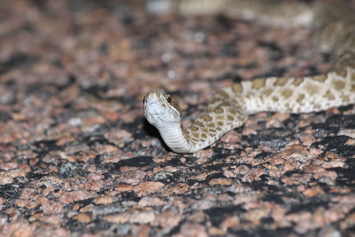Western Massasauga