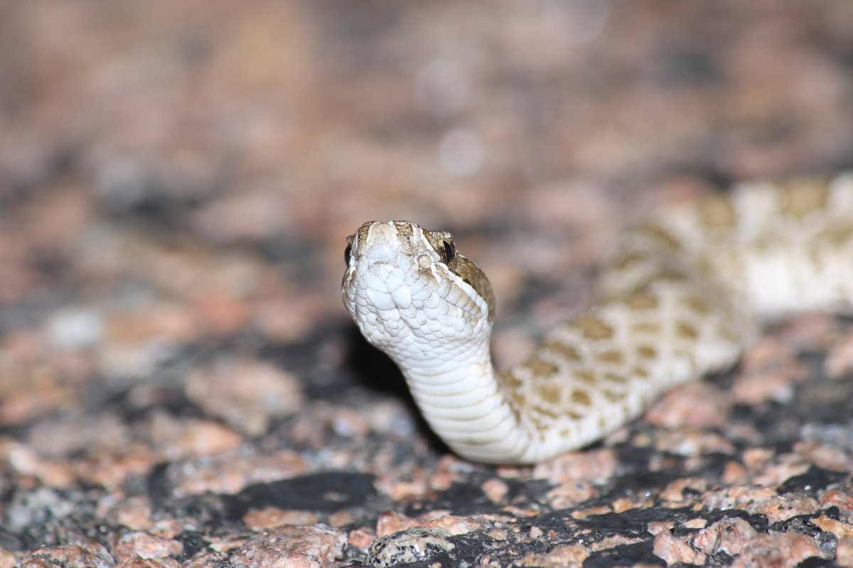 Western Massasauga