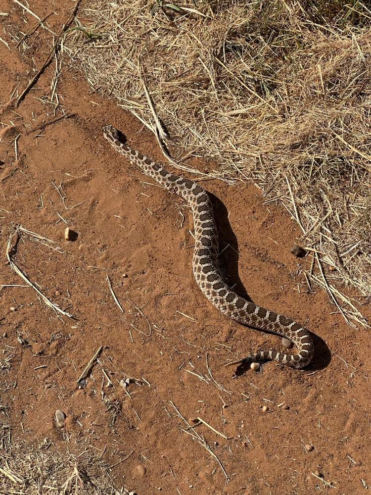 Western Massasauga