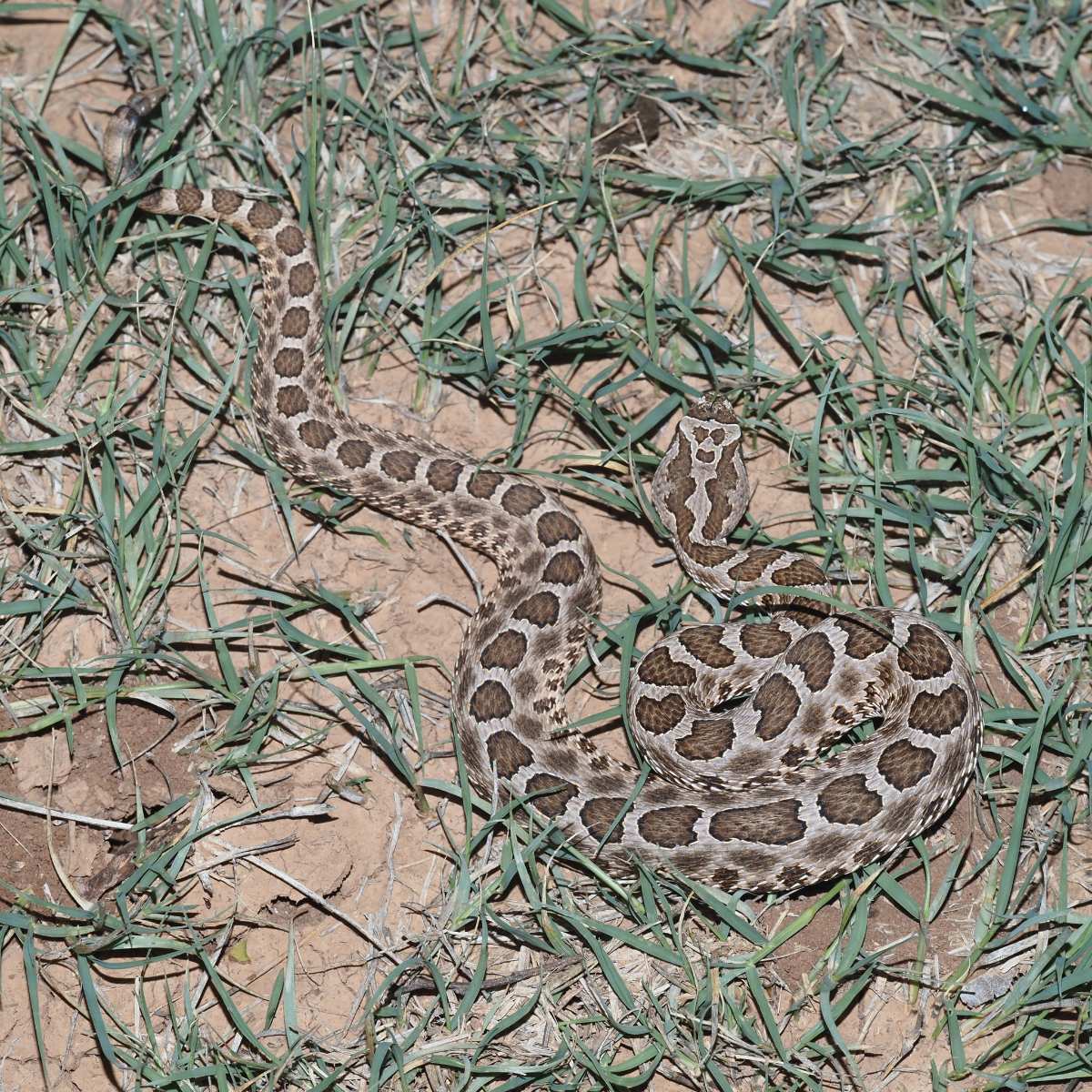 Western Massasauga