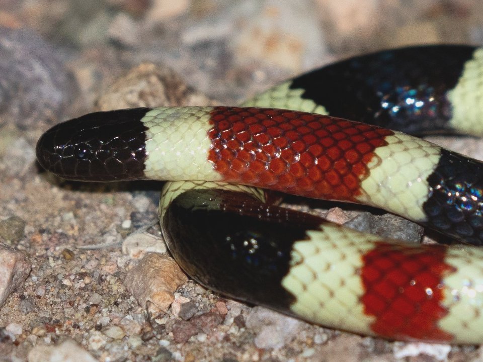 Sonoran Coralsnake