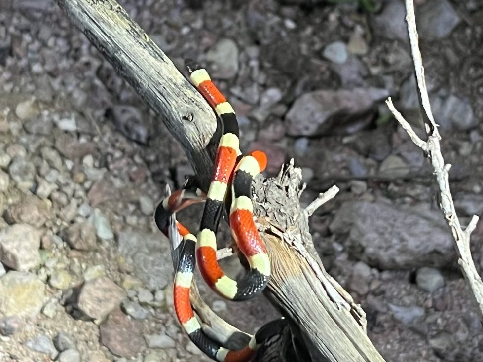Sonoran Coralsnake