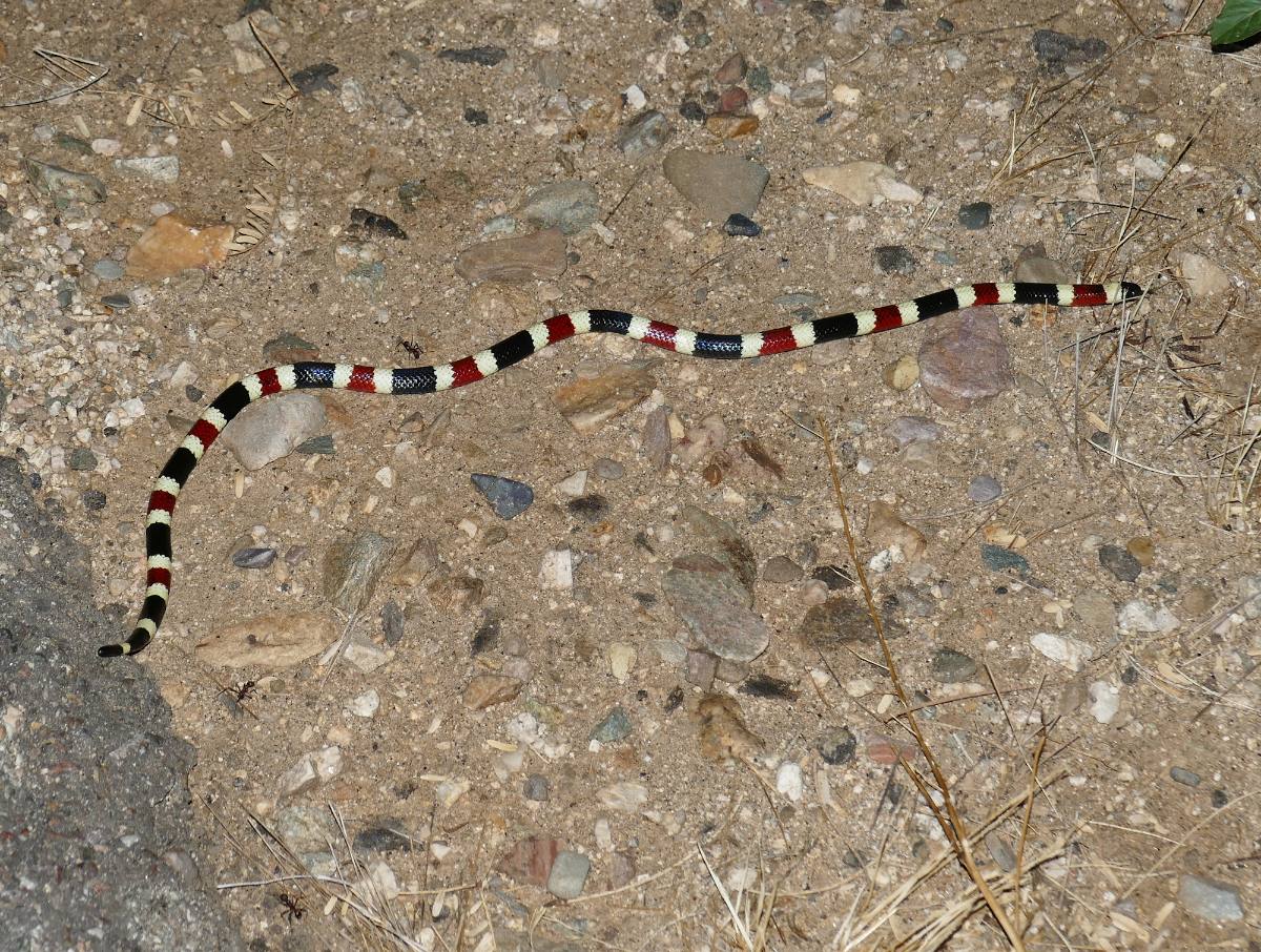 Sonoran Coralsnake