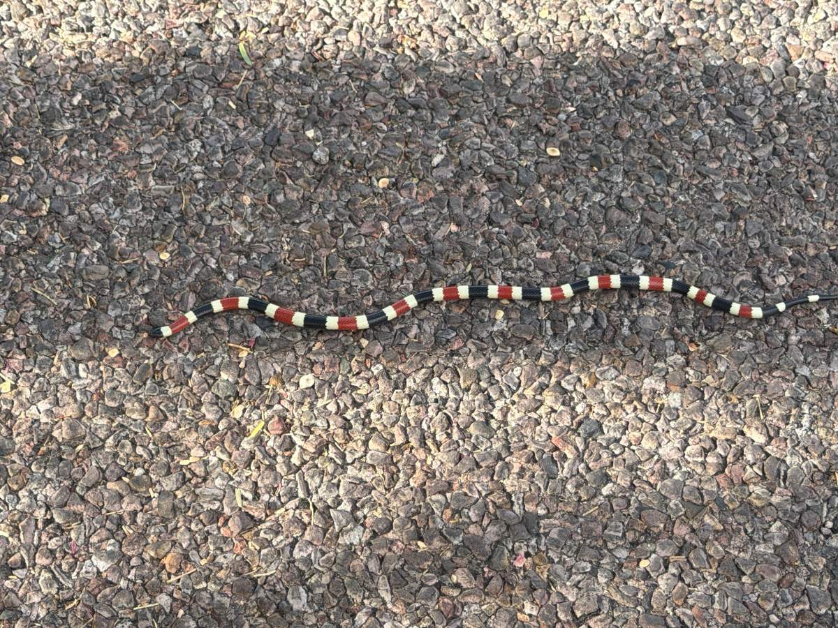 Sonoran Coralsnake