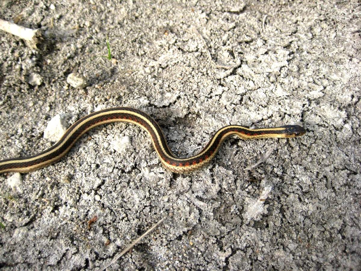 Common Gartersnake