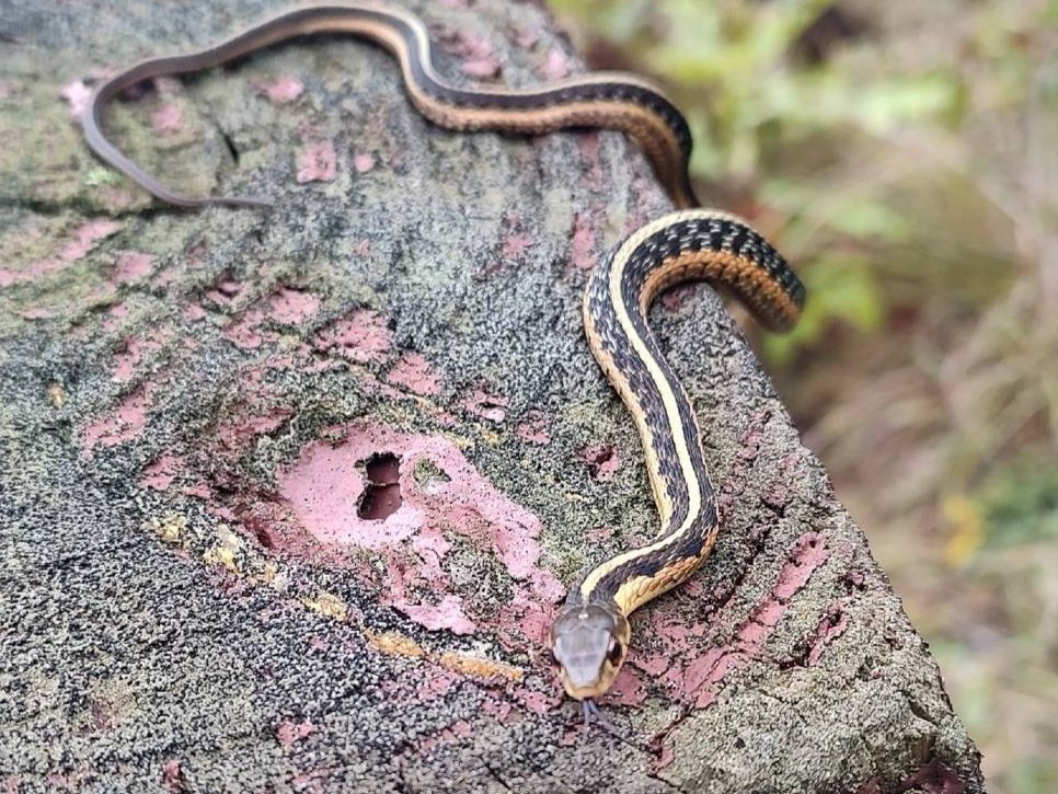 Common Gartersnake