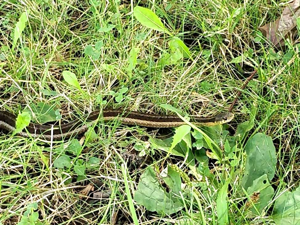Common Gartersnake