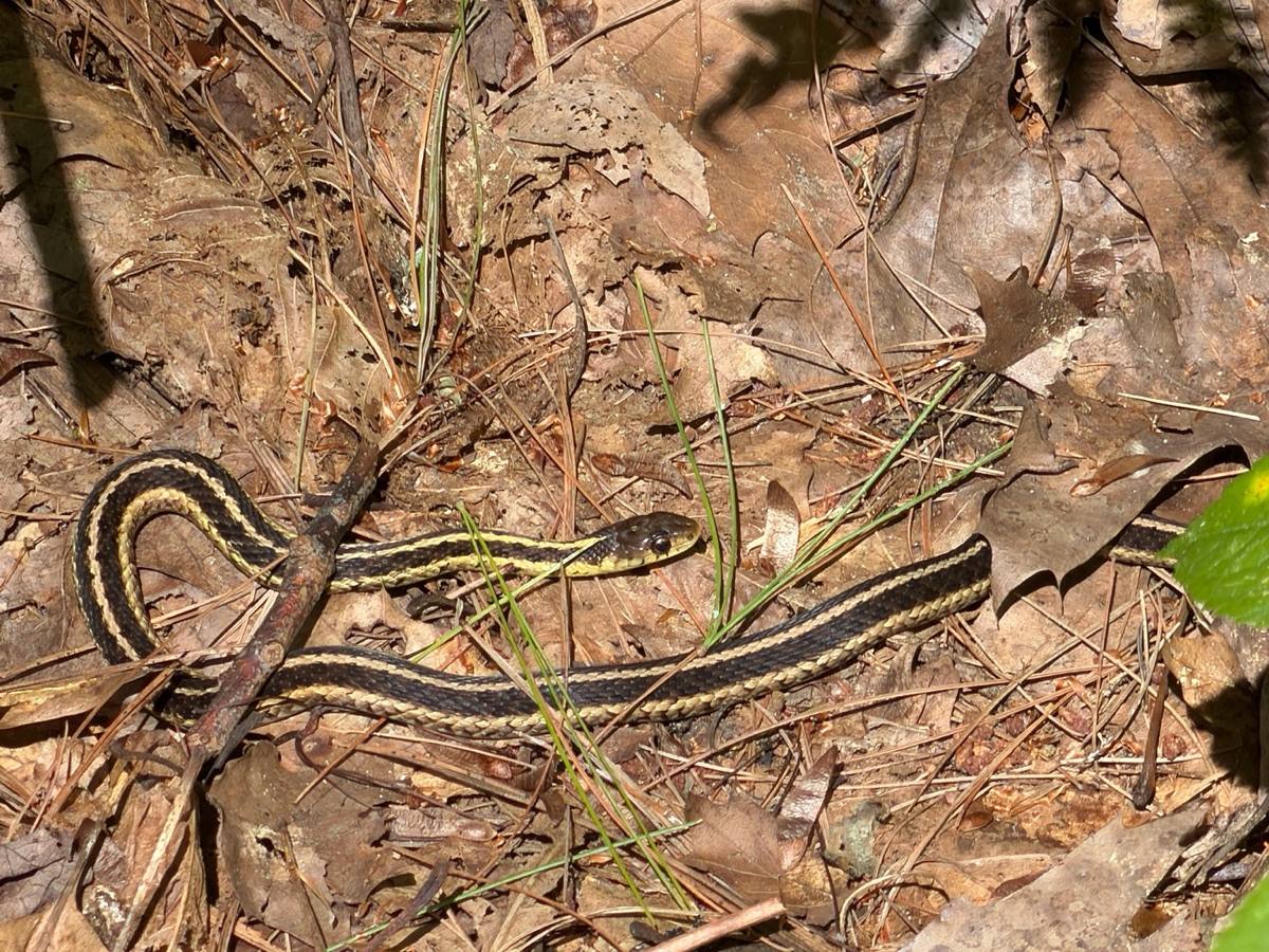 Common Gartersnake