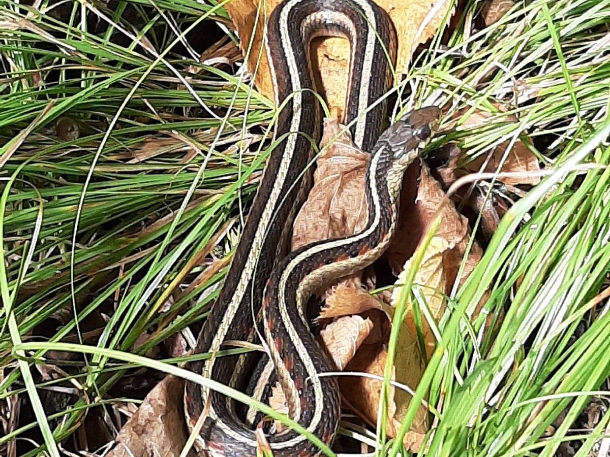 Common Gartersnake