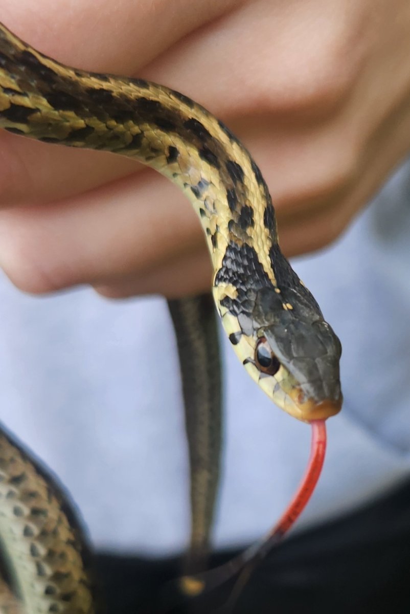 Common Gartersnake