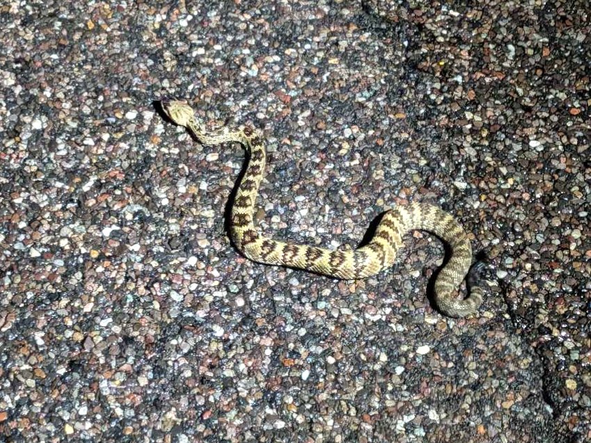 Black-tailed Rattlesnake