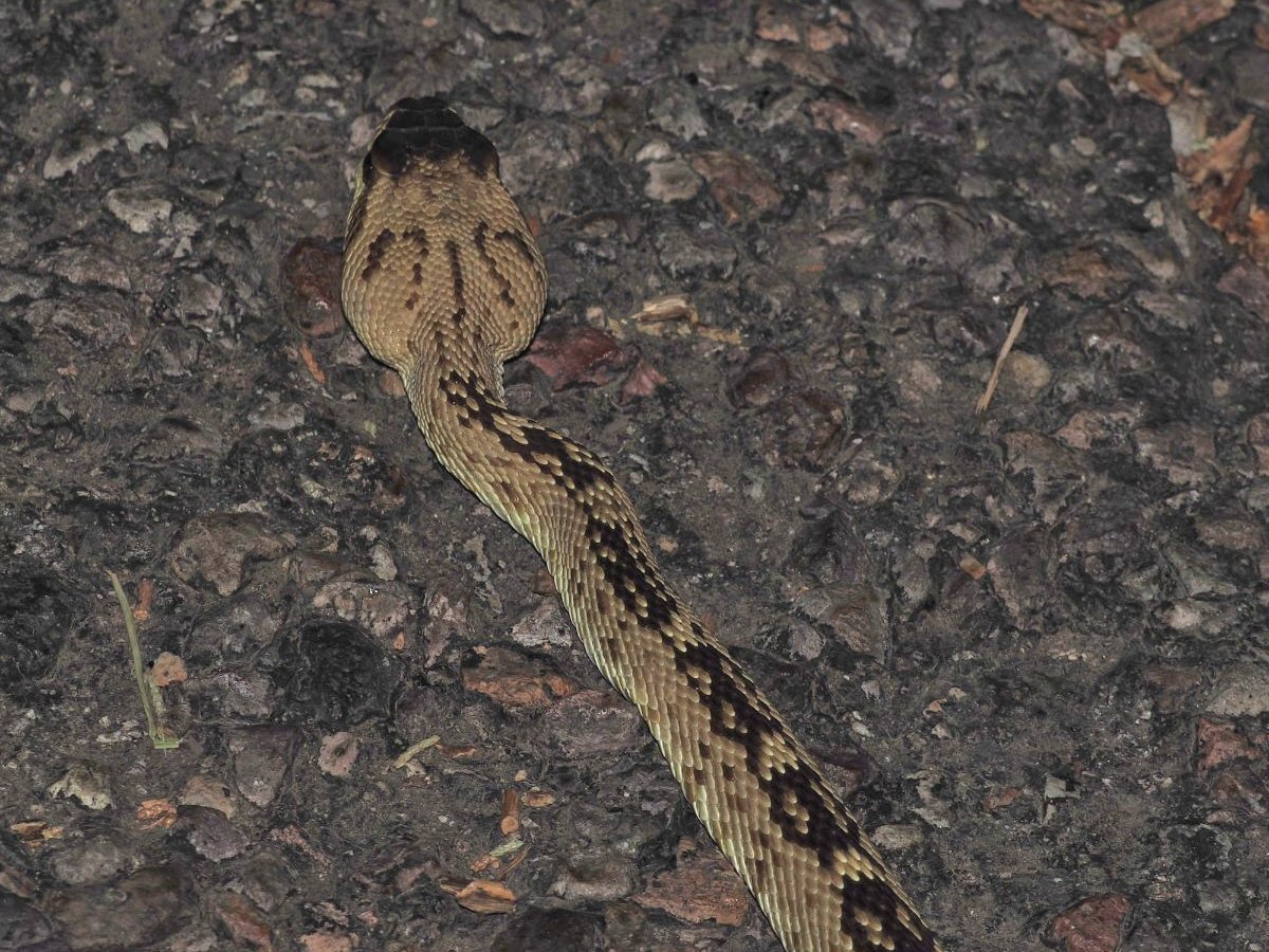 Black-tailed Rattlesnake