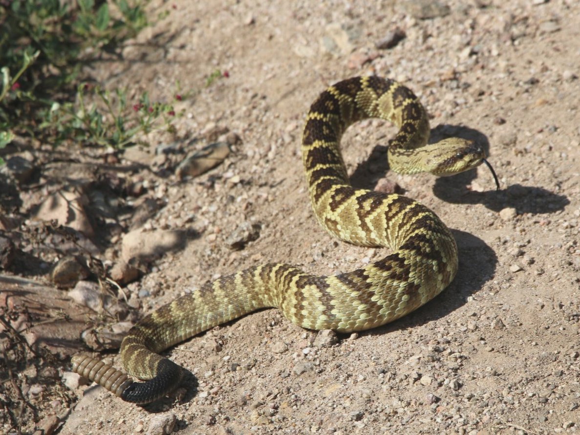 Black-tailed Rattlesnake