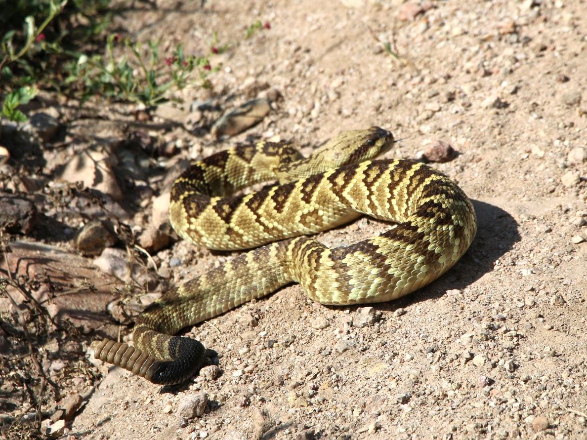 Black-tailed Rattlesnake