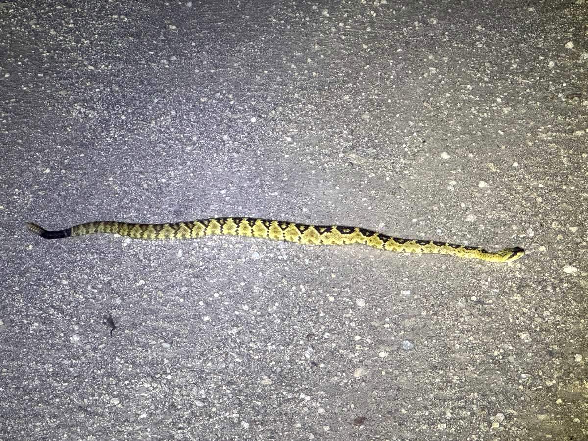 Black-tailed Rattlesnake