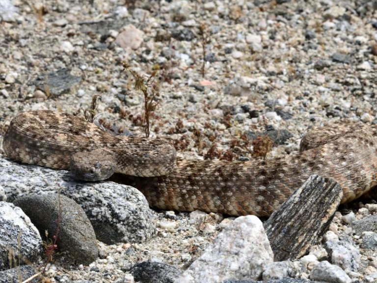 Southwestern Speckled Rattlesnake