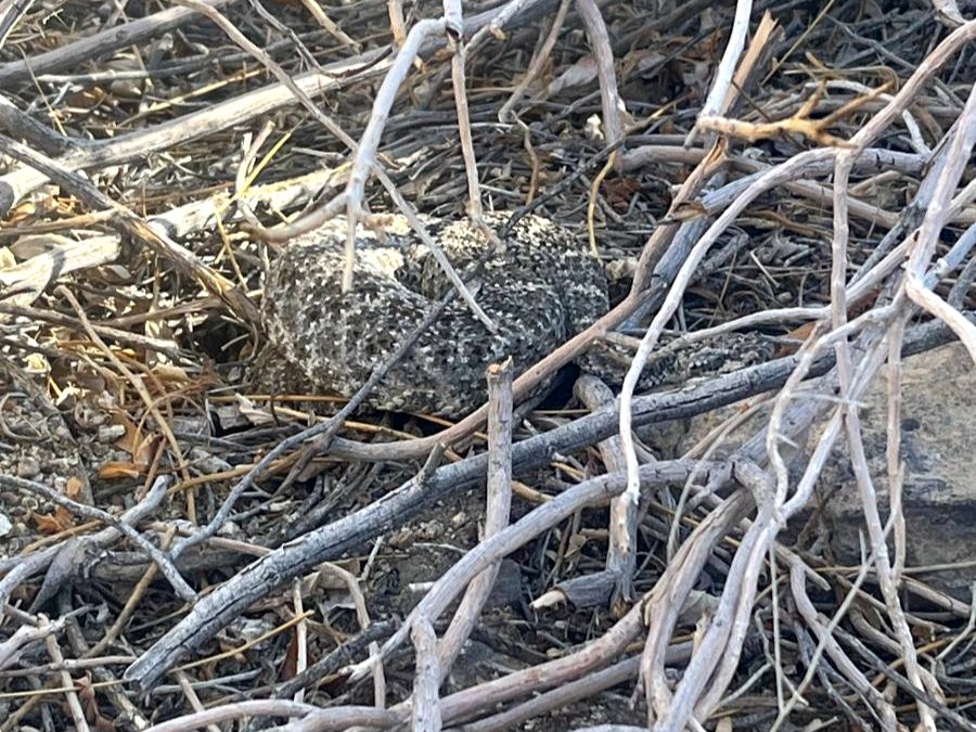 Southwestern Speckled Rattlesnake