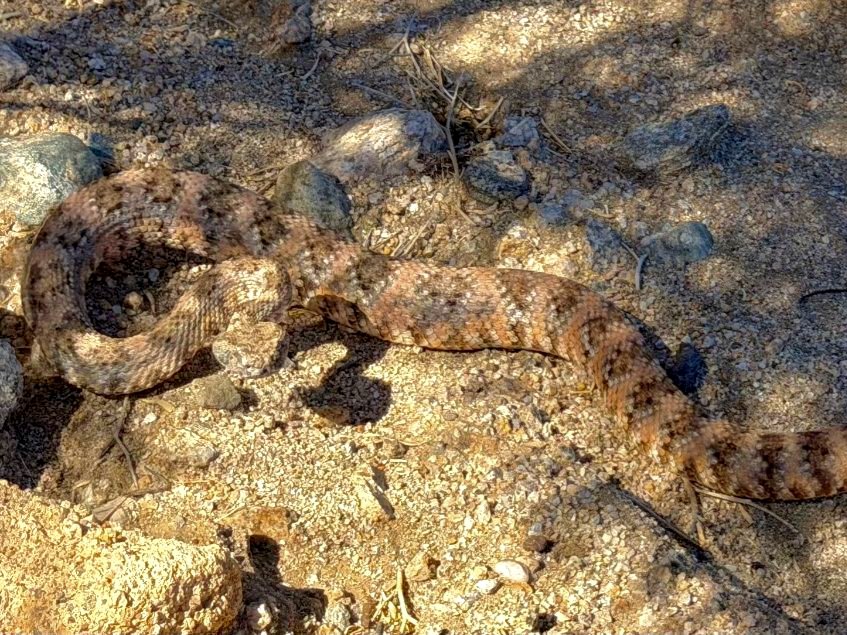Southwestern Speckled Rattlesnake