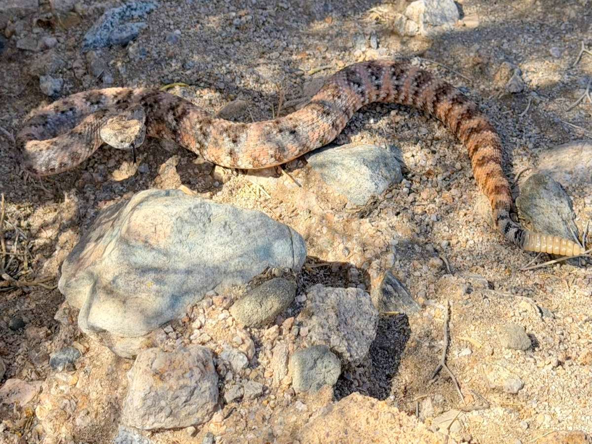 Southwestern Speckled Rattlesnake