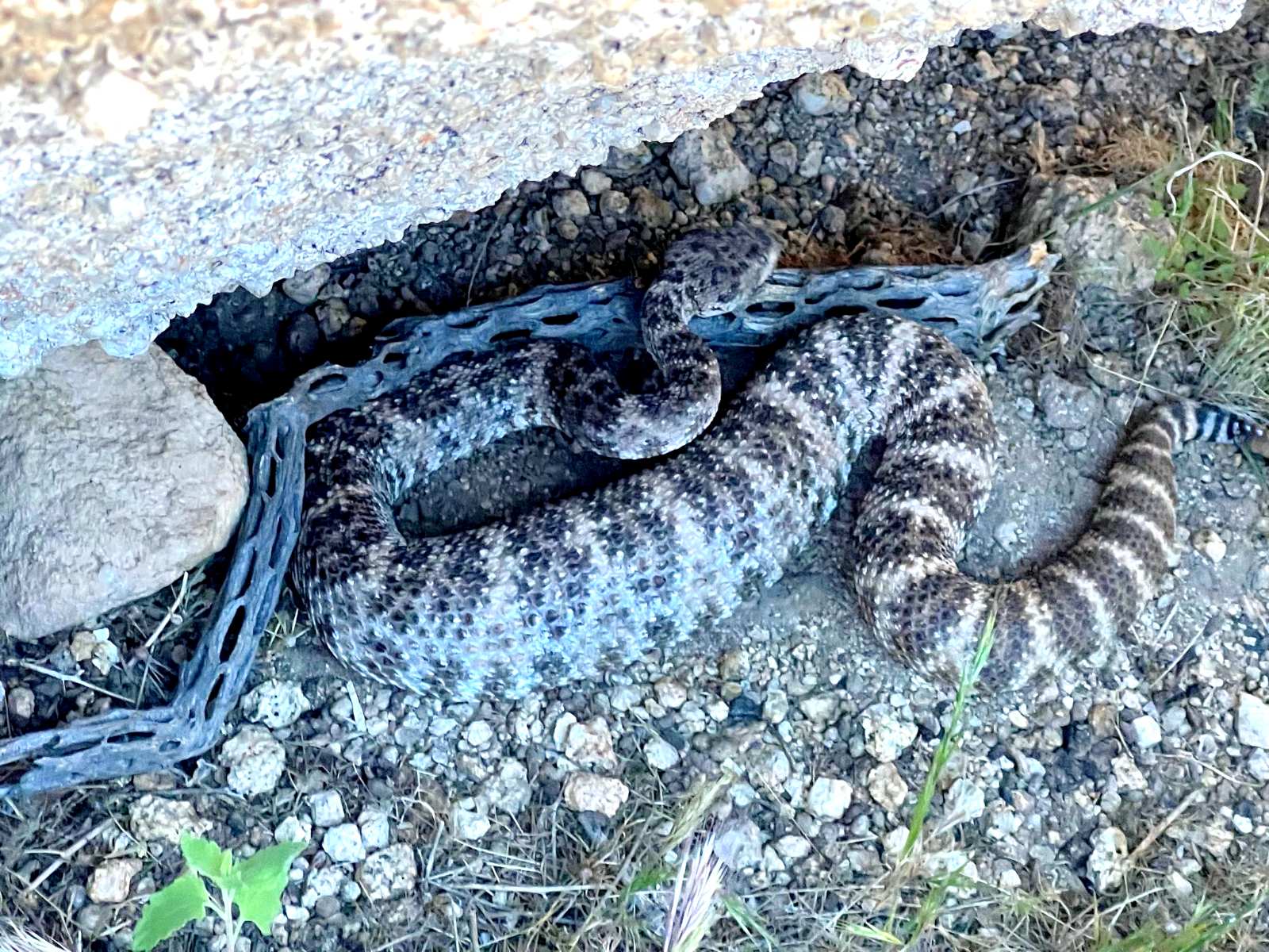 Southwestern Speckled Rattlesnake