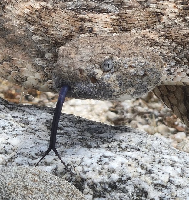 Southwestern Speckled Rattlesnake