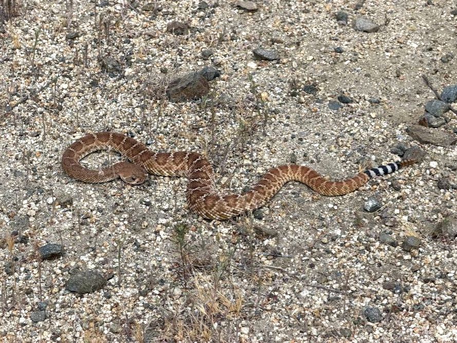 Red Diamond Rattlesnake