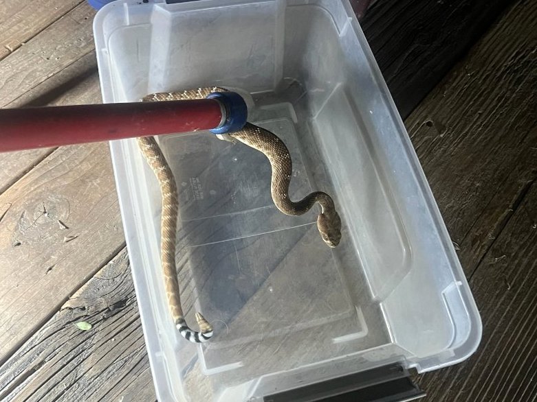 Red Diamond Rattlesnake